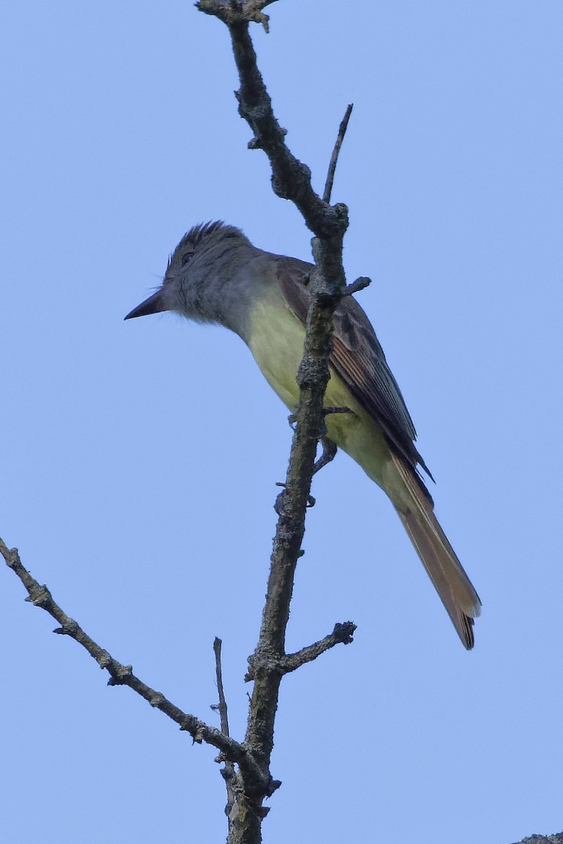 Great Crested Flycatcher - ML620921354
