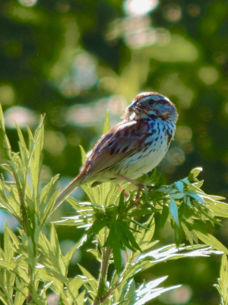 Song Sparrow - ML620921372