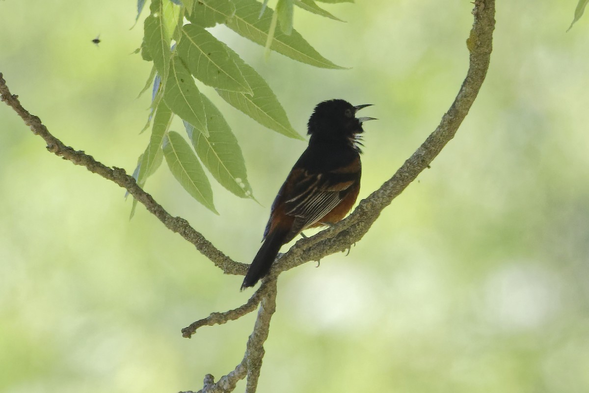 Orchard Oriole - ML620921373