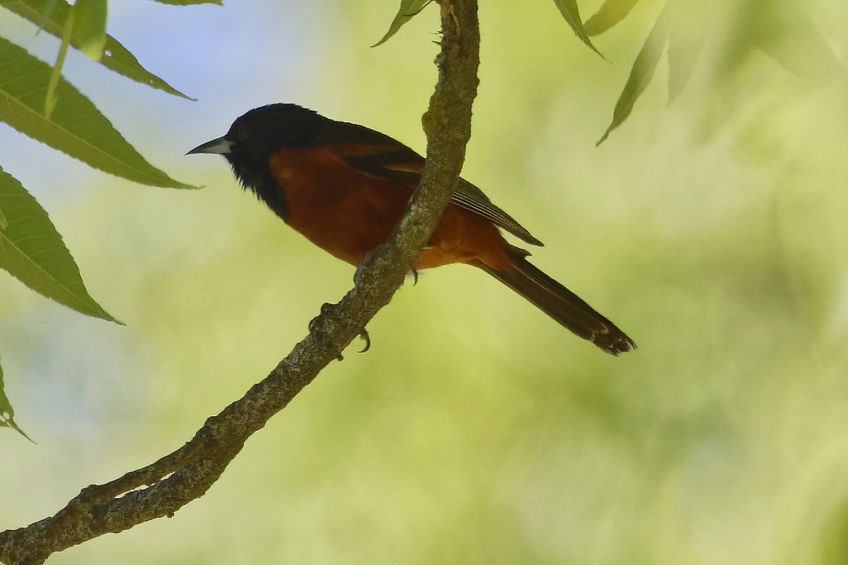 Orchard Oriole - ML620921374