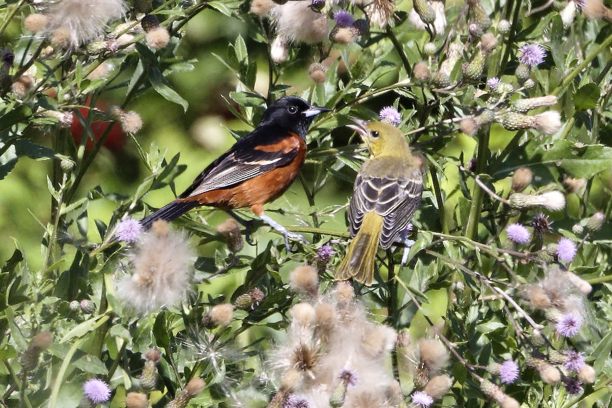 Orchard Oriole - ML620921375