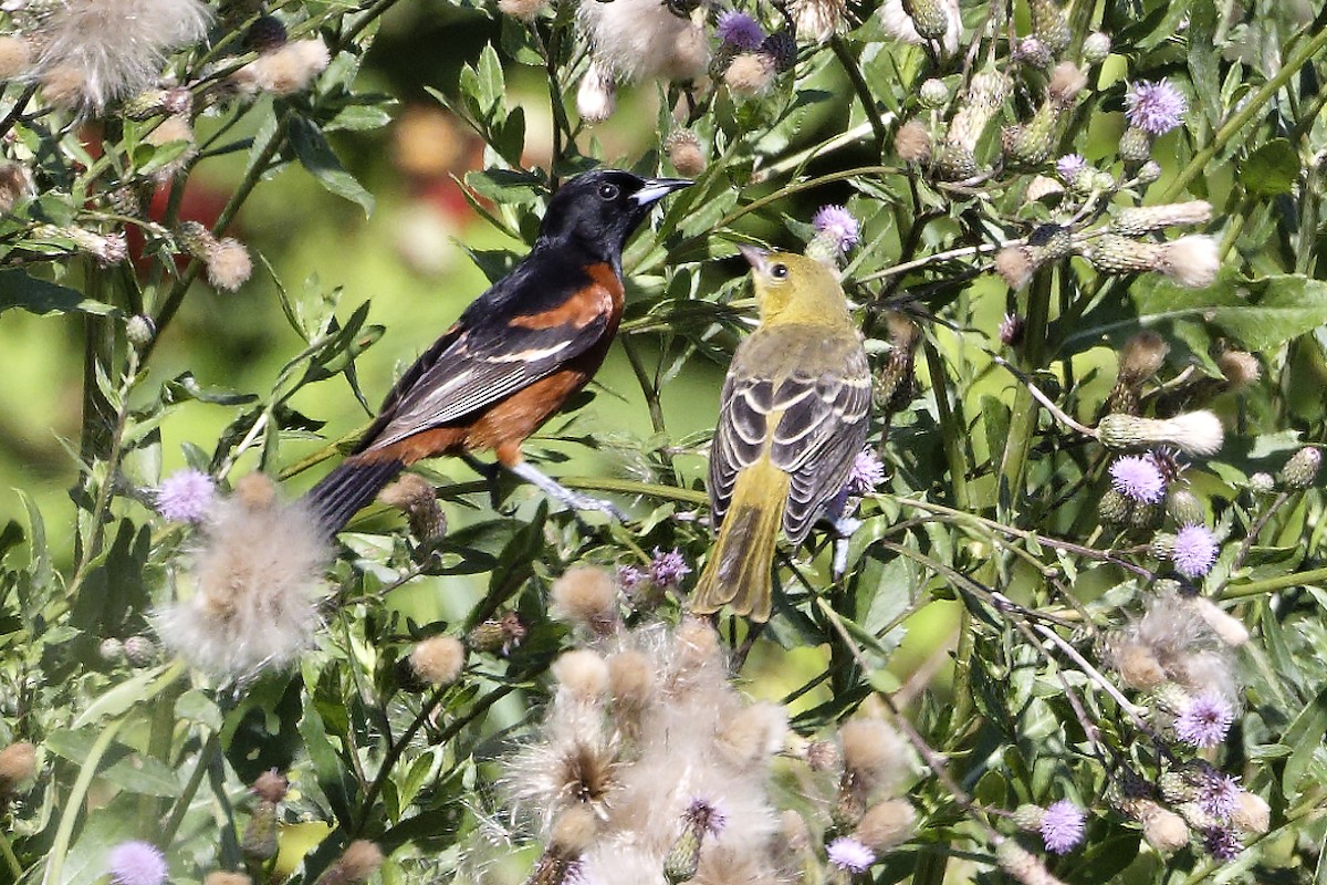 Orchard Oriole - ML620921380