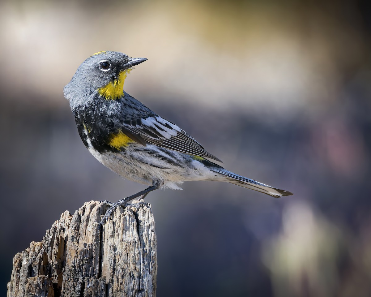 Yellow-rumped Warbler (Audubon's) - ML620921385