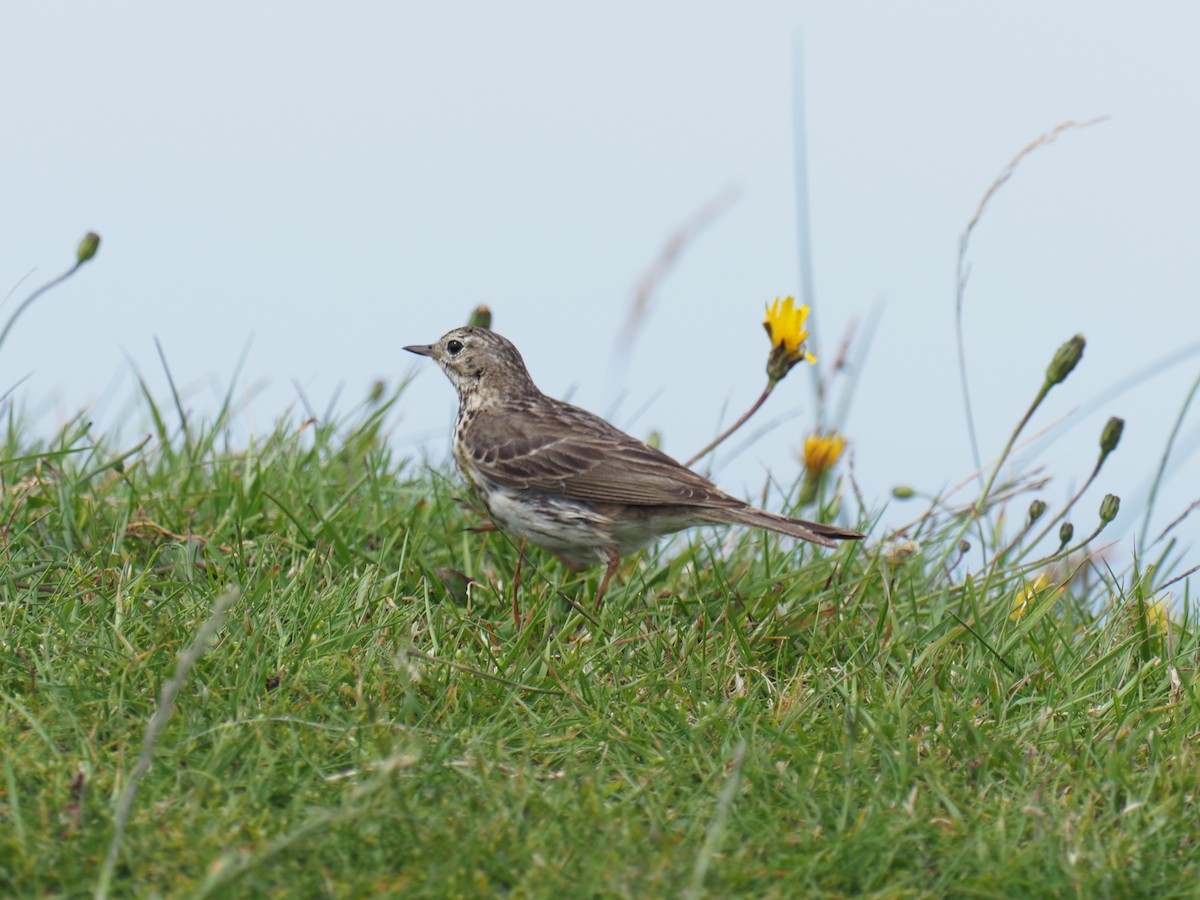 Meadow Pipit - ML620921386