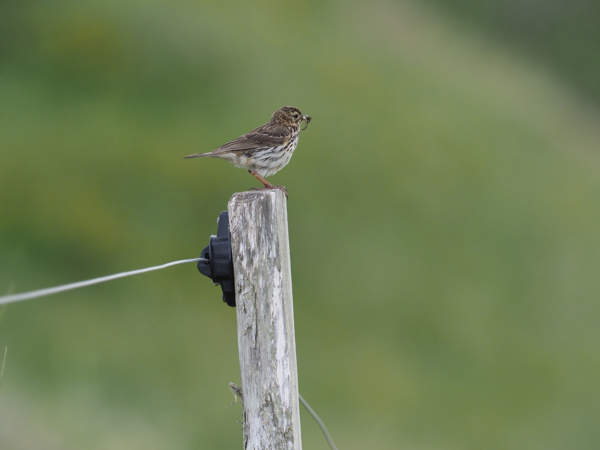 Meadow Pipit - ML620921387