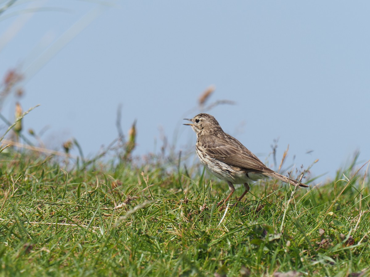Meadow Pipit - ML620921388
