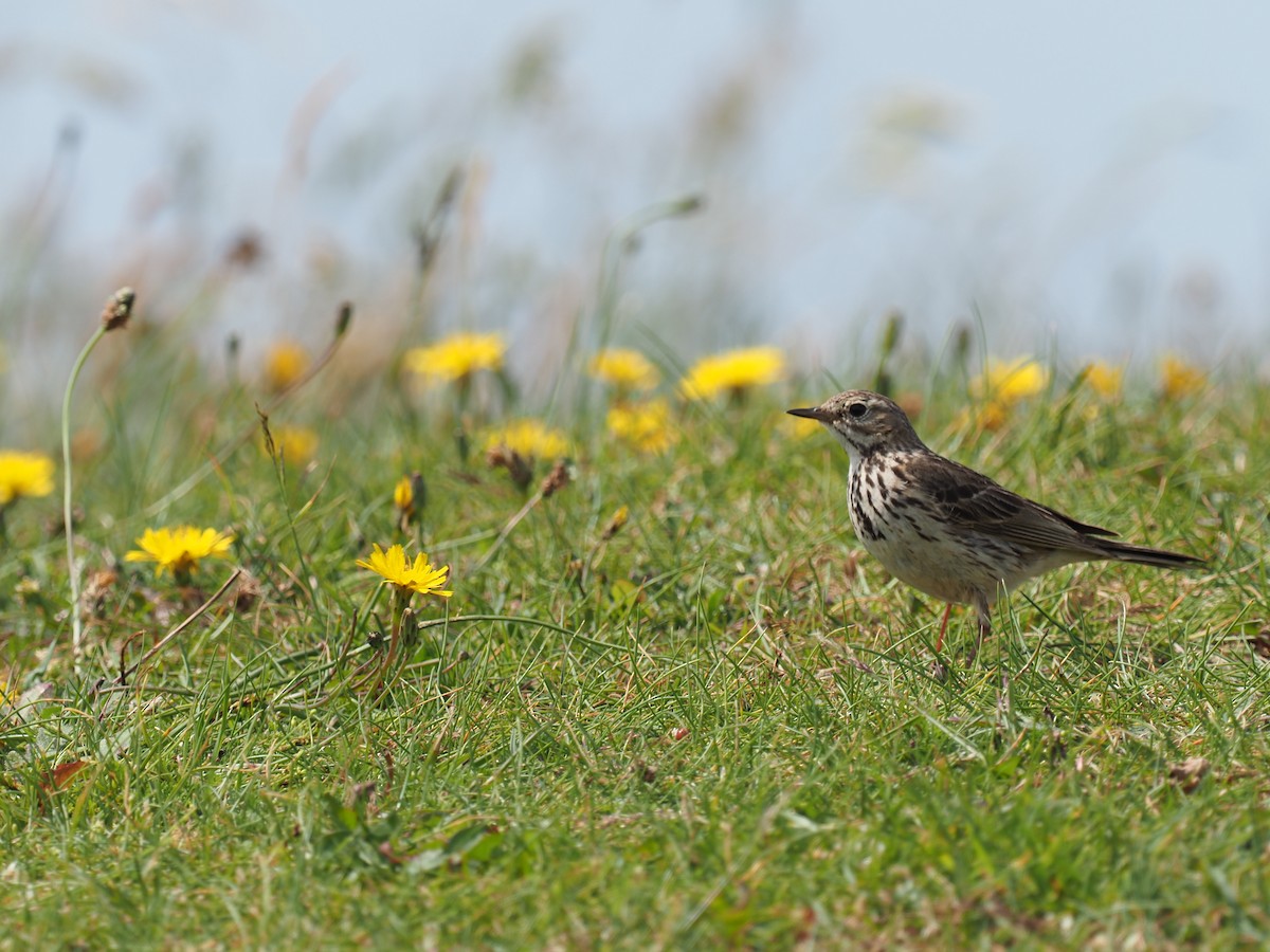 Meadow Pipit - ML620921389