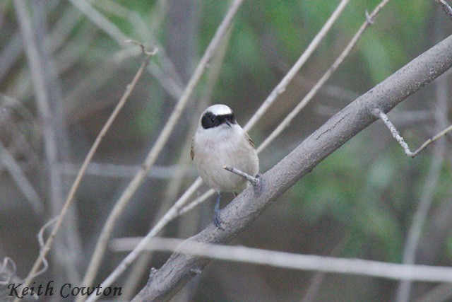 White-crowned Penduline-Tit - ML620921391