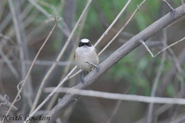 White-crowned Penduline-Tit - ML620921393