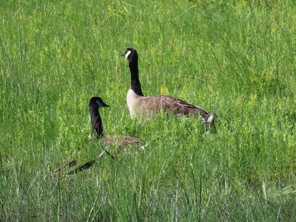 Canada Goose - ML620921402