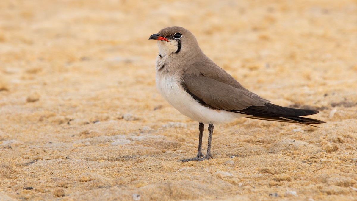 Collared Pratincole - ML620921407