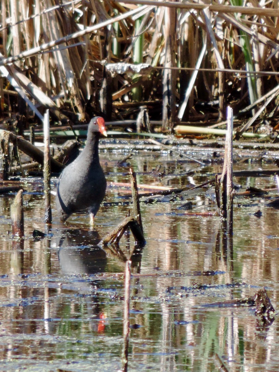 Common Gallinule - ML620921421