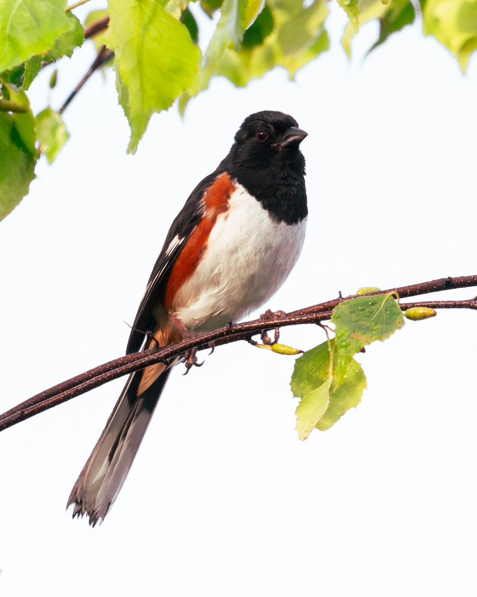 Eastern Towhee - ML620921422