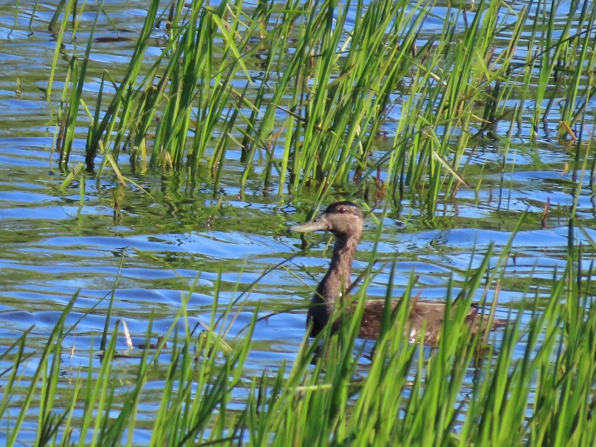 American Black Duck - ML620921430