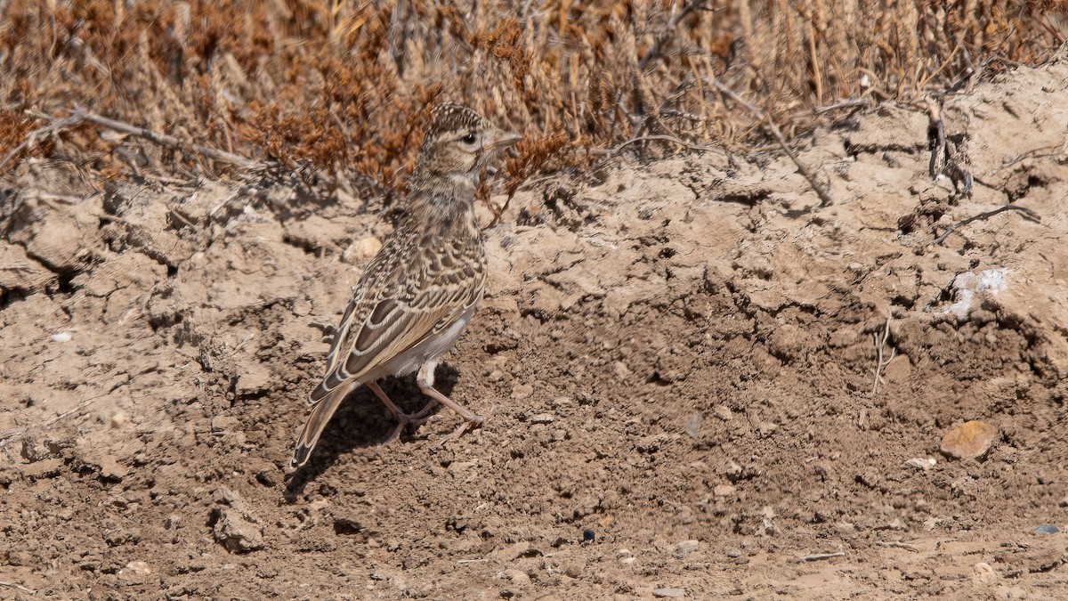 Mediterranean Short-toed Lark - ML620921432