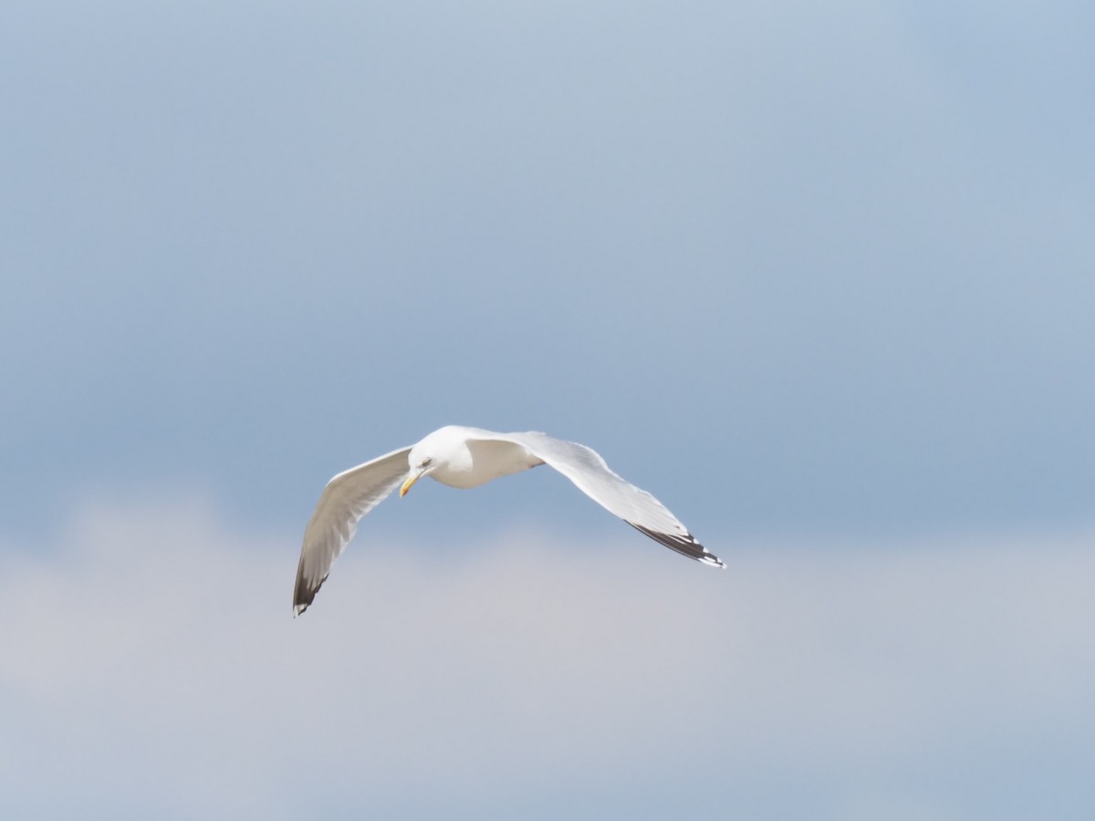 Herring Gull - ML620921435