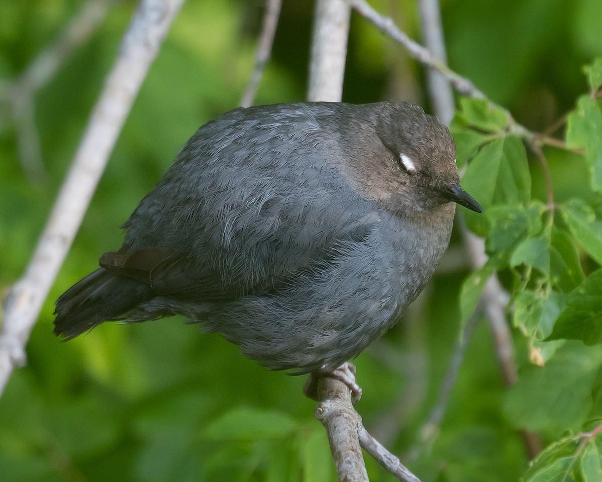 American Dipper - ML620921438