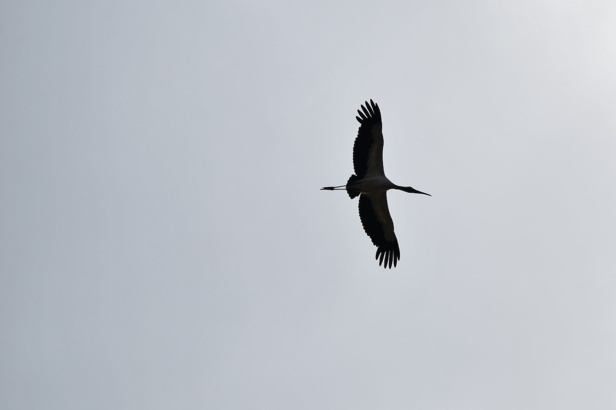 Wood Stork - ML620921446