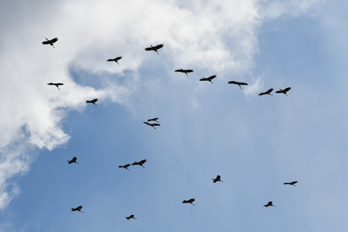 Wood Stork - ML620921447