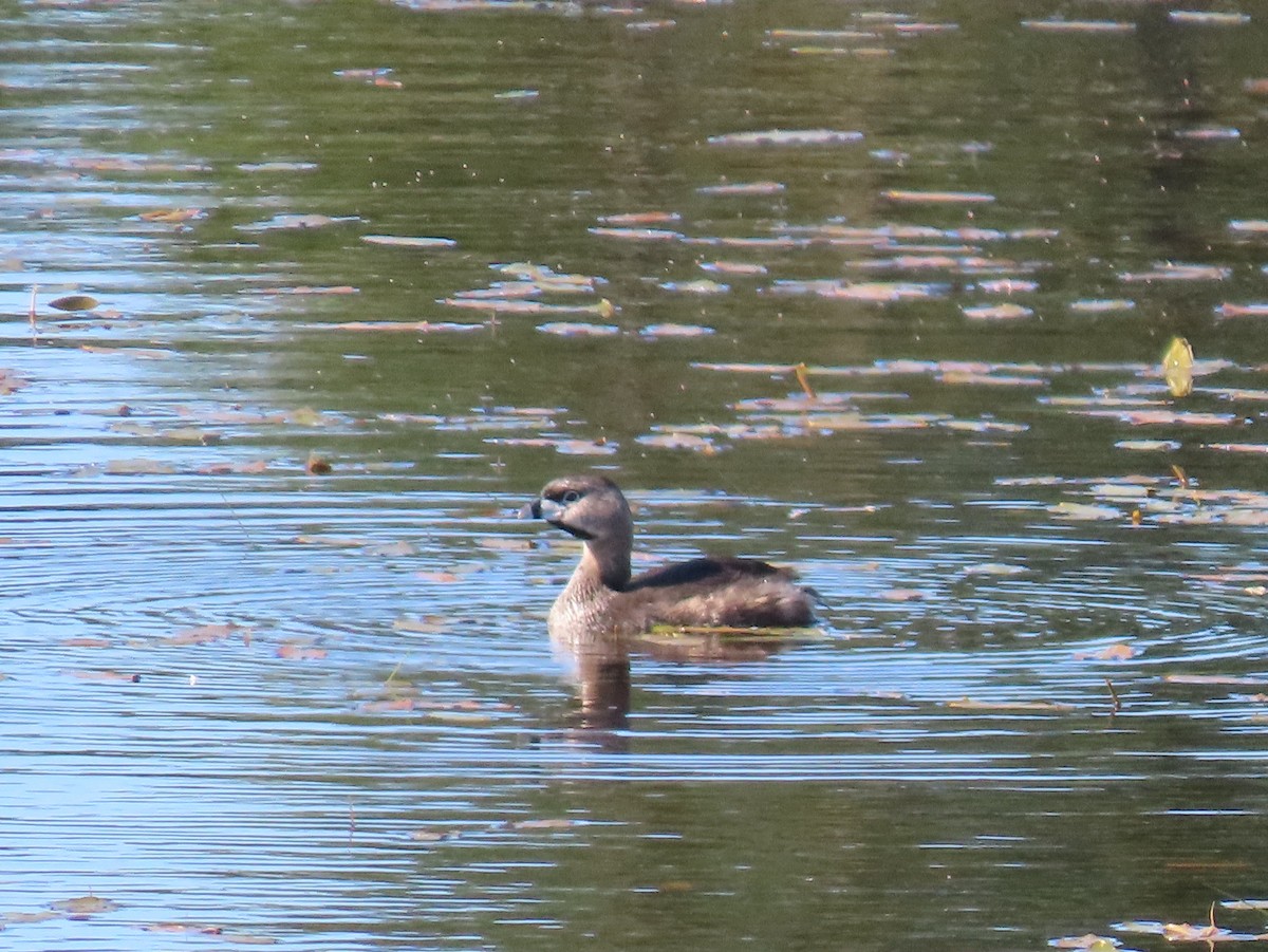 Pied-billed Grebe - ML620921450