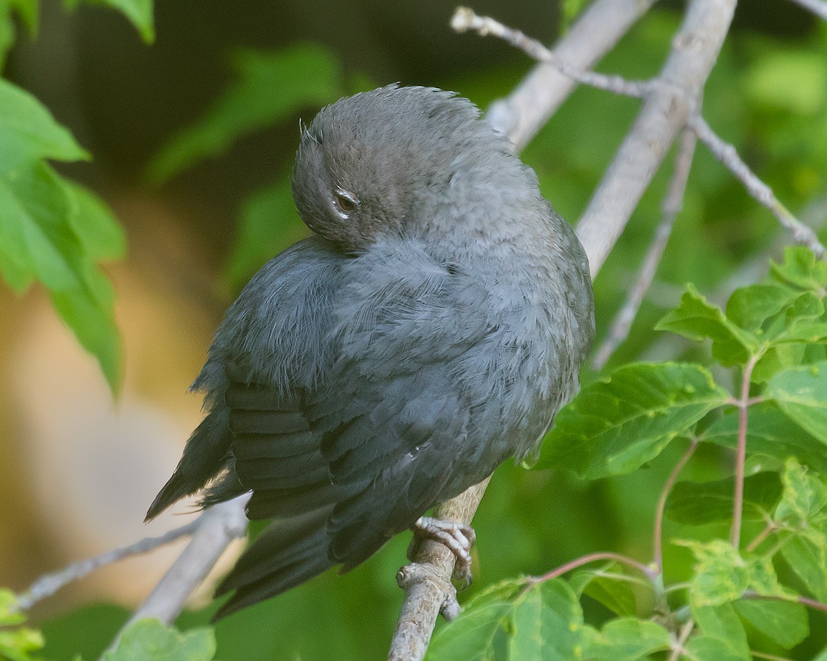 American Dipper - ML620921458