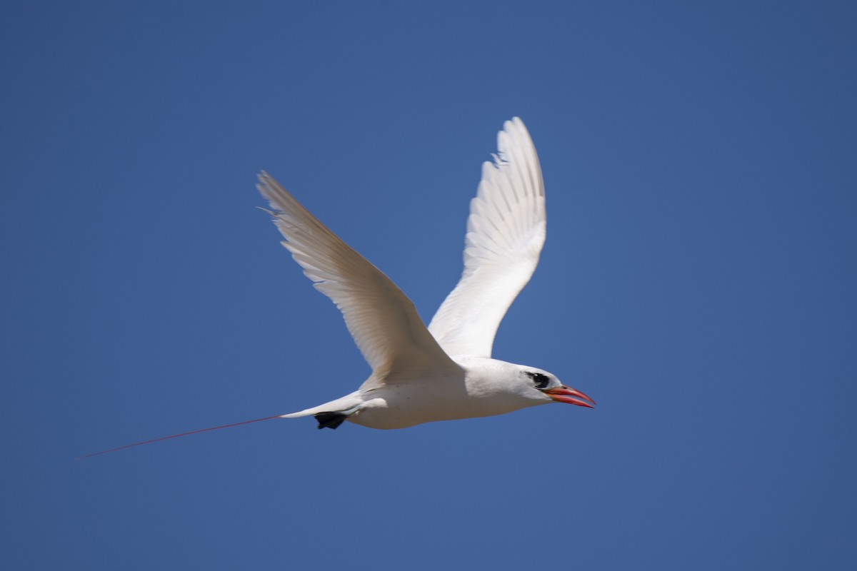 Red-tailed Tropicbird - ML620921462