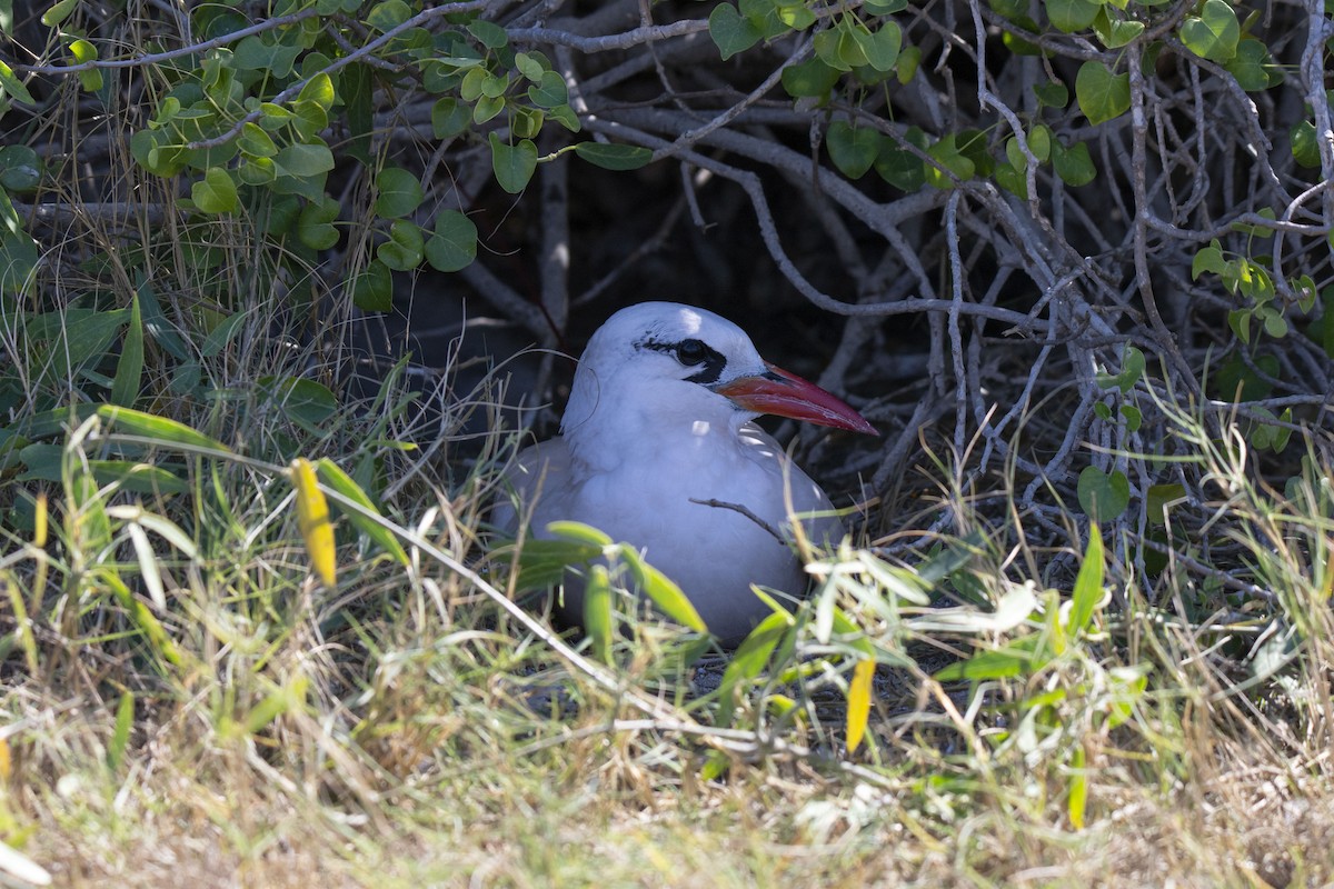 Red-tailed Tropicbird - ML620921463