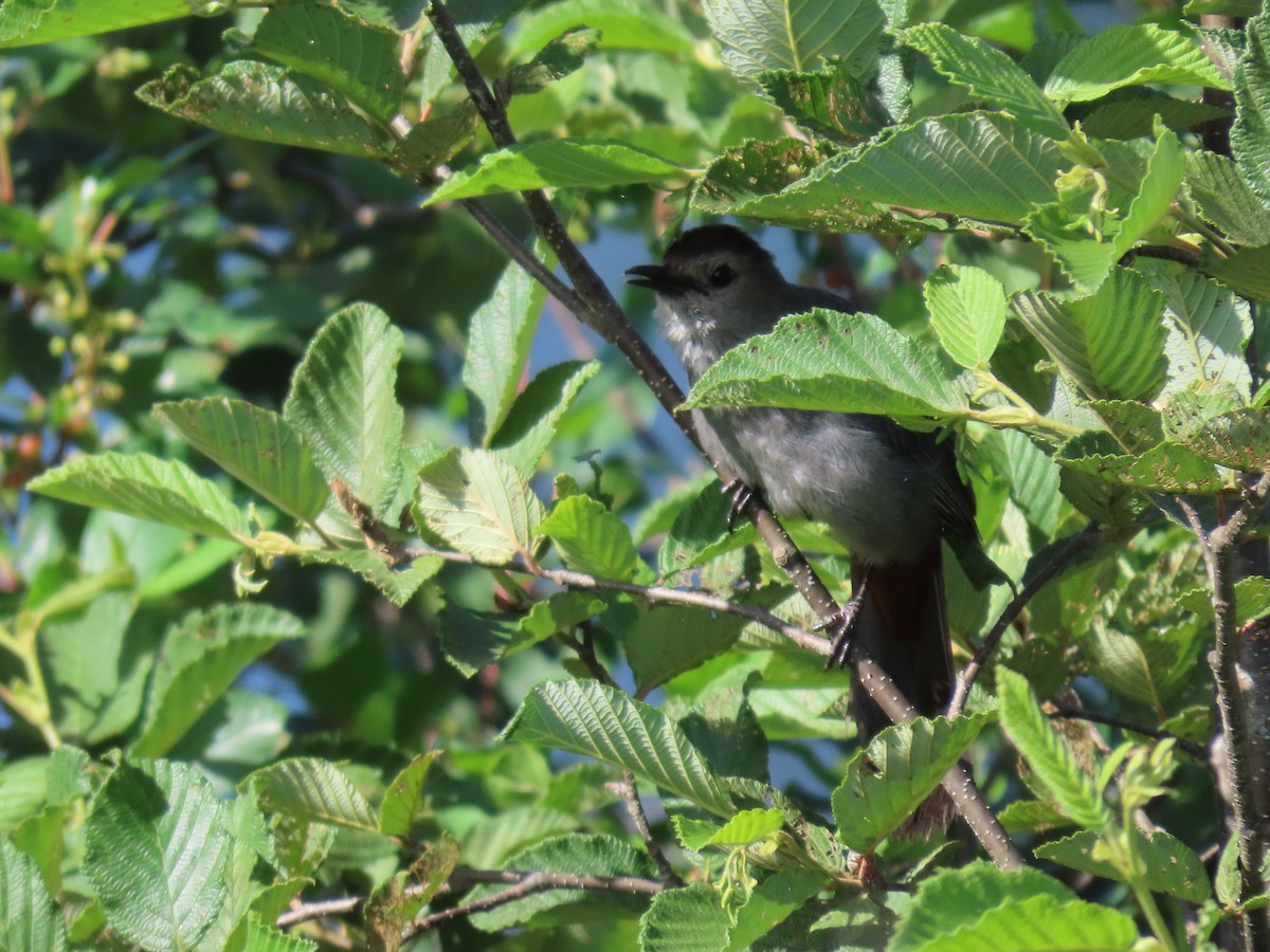 Gray Catbird - ML620921468