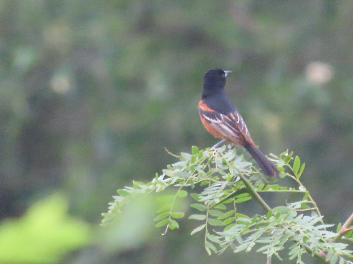Orchard Oriole - ML620921469