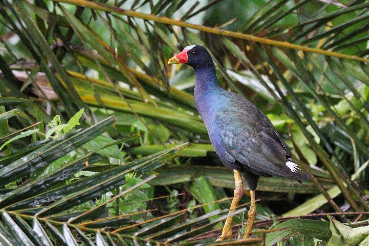 Purple Gallinule - ML620921472