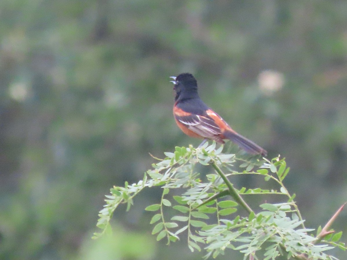 Orchard Oriole - ML620921473