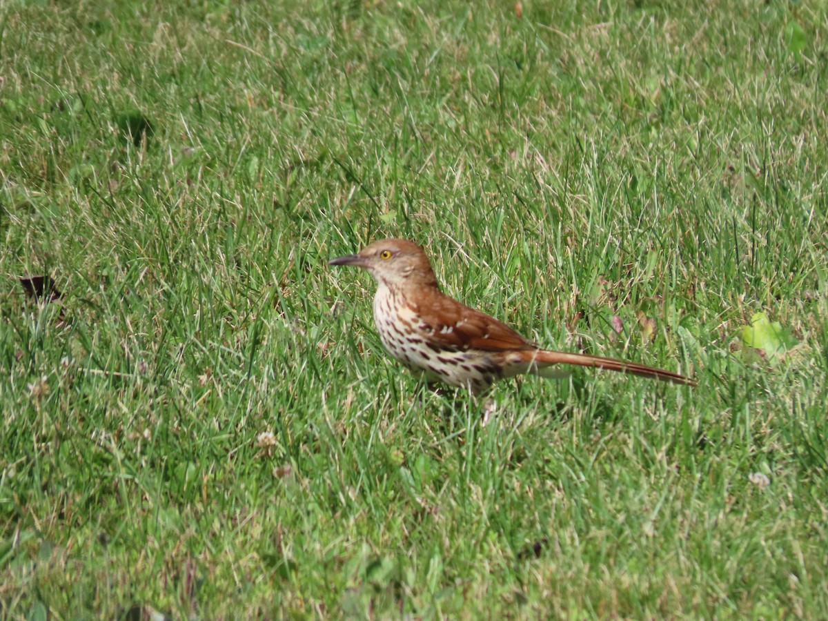 Brown Thrasher - ML620921475