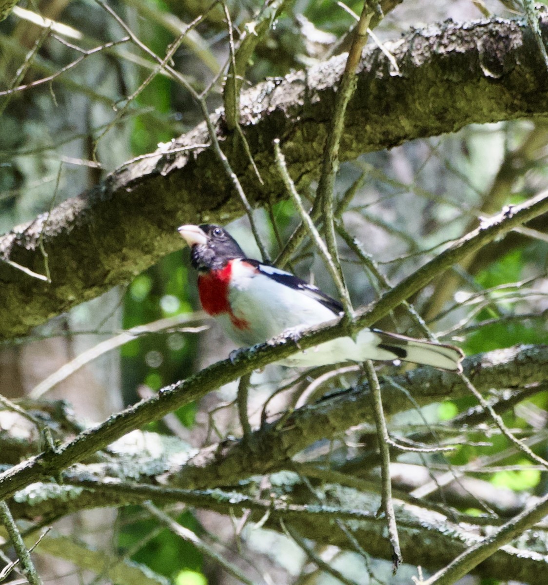 Rose-breasted Grosbeak - ML620921476