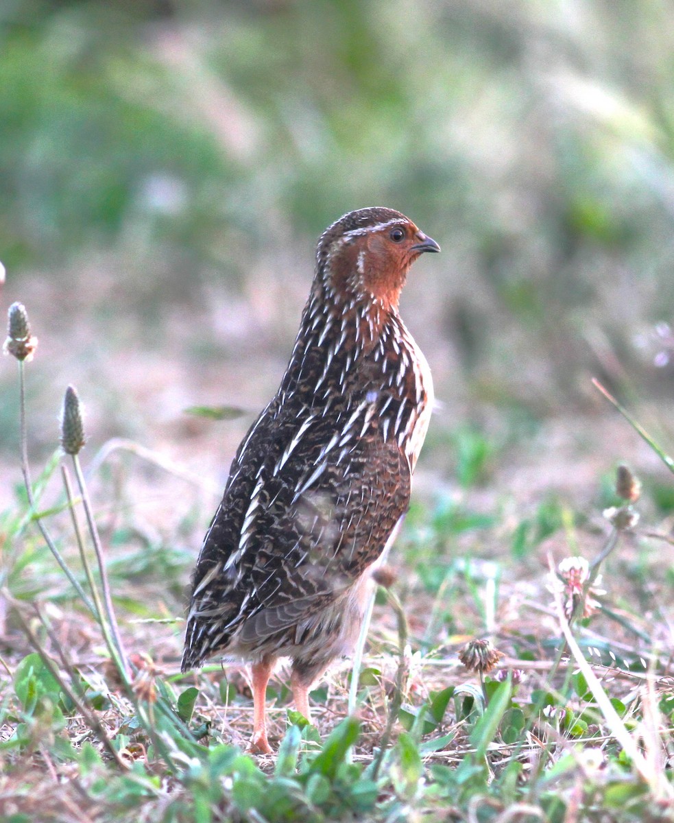 Common Quail - Carlos Pereira