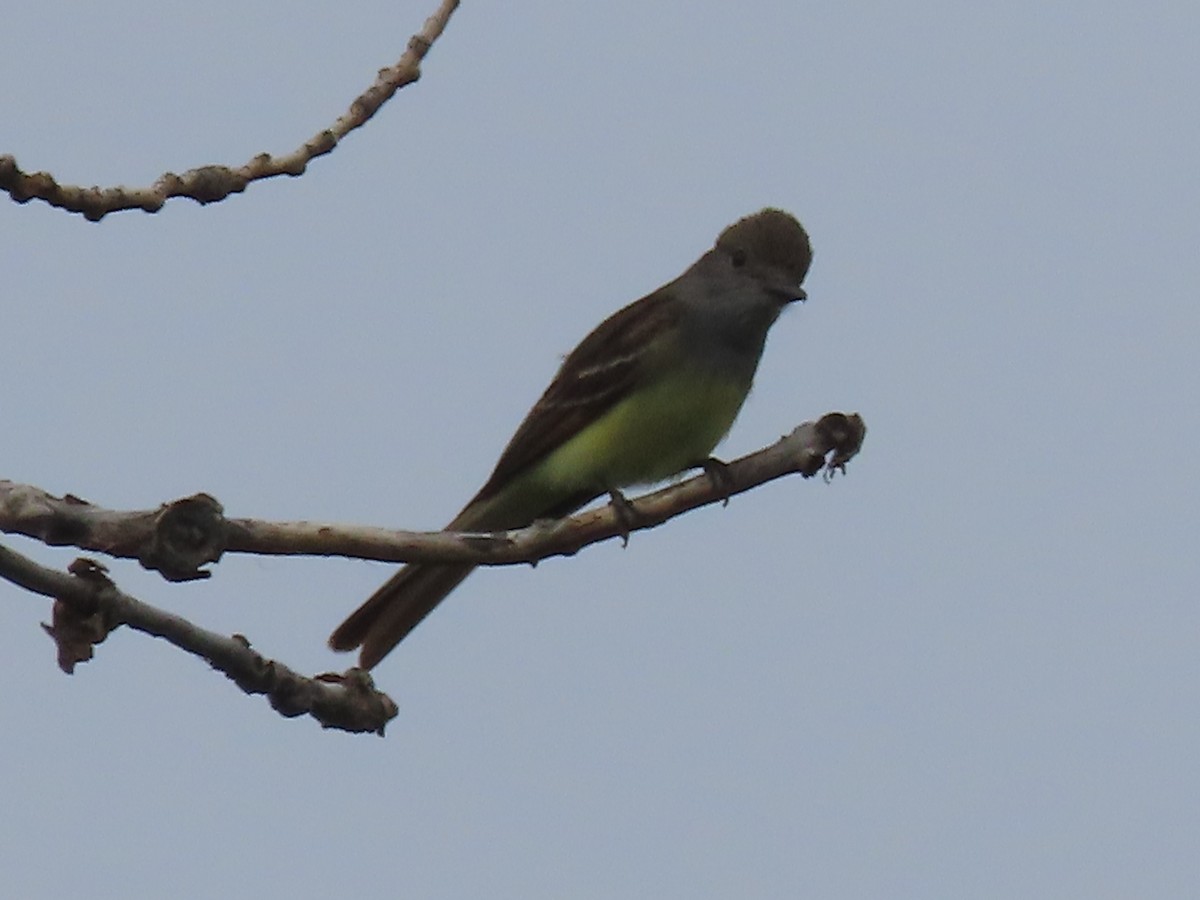 Great Crested Flycatcher - ML620921483