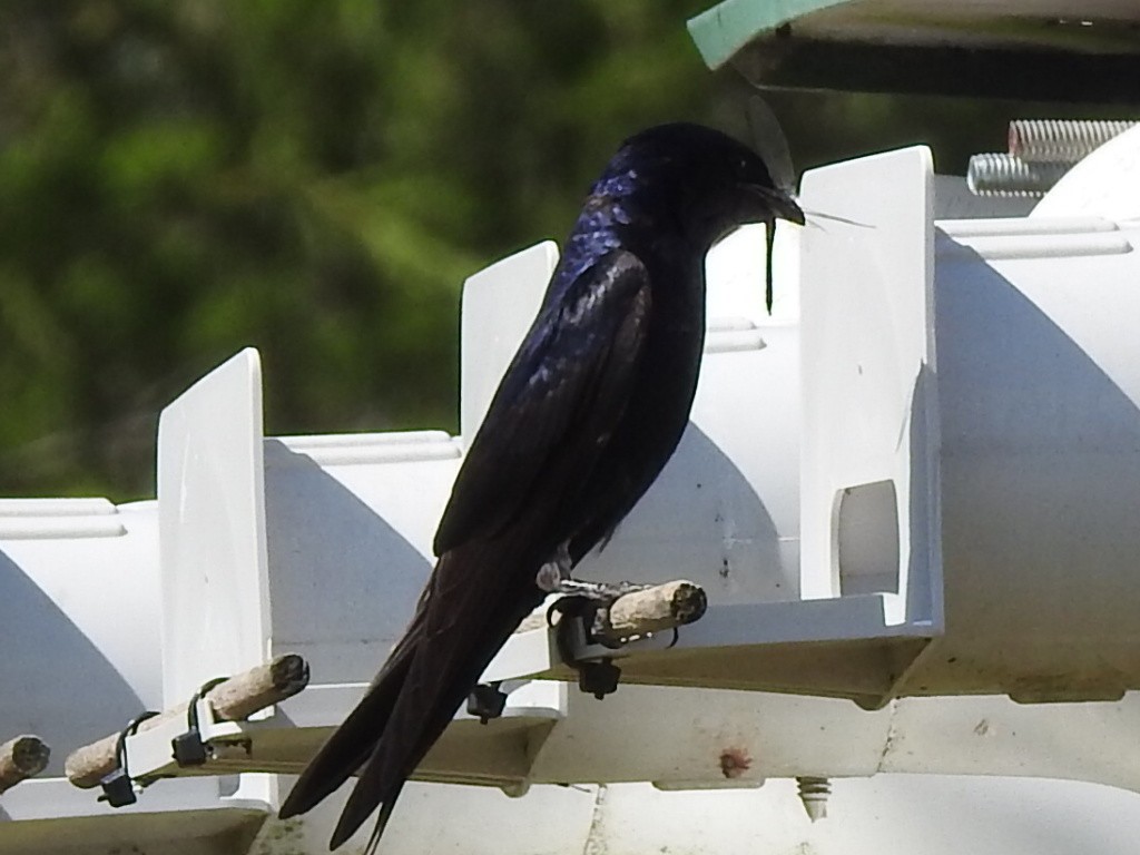 Purple Martin - ML620921485