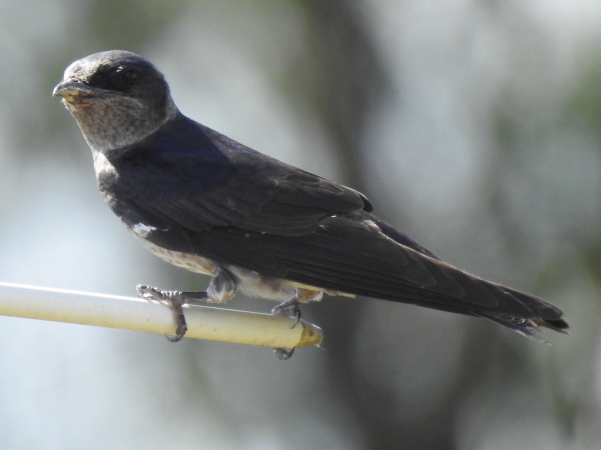 Purple Martin - ML620921488