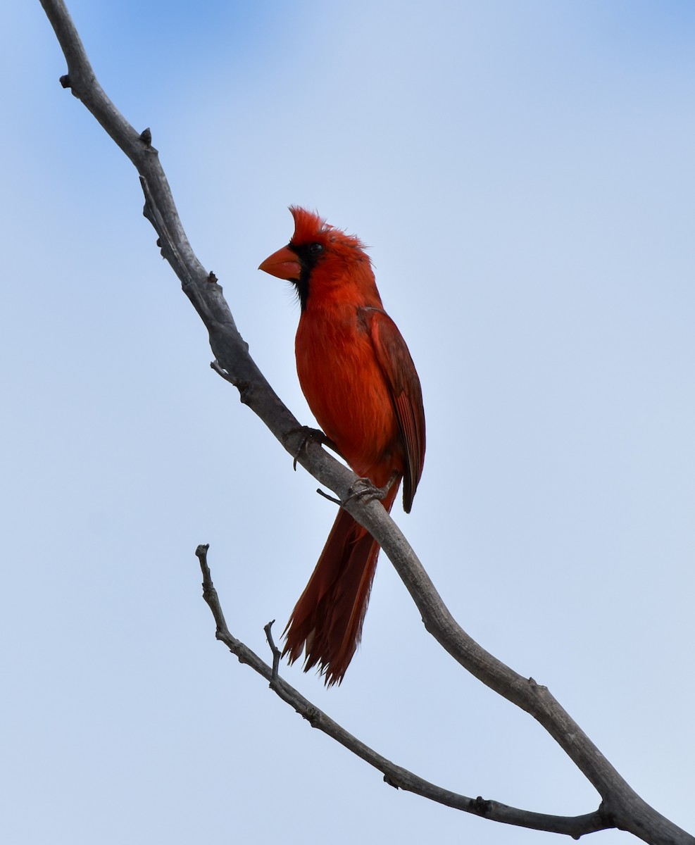 Northern Cardinal - ML620921489