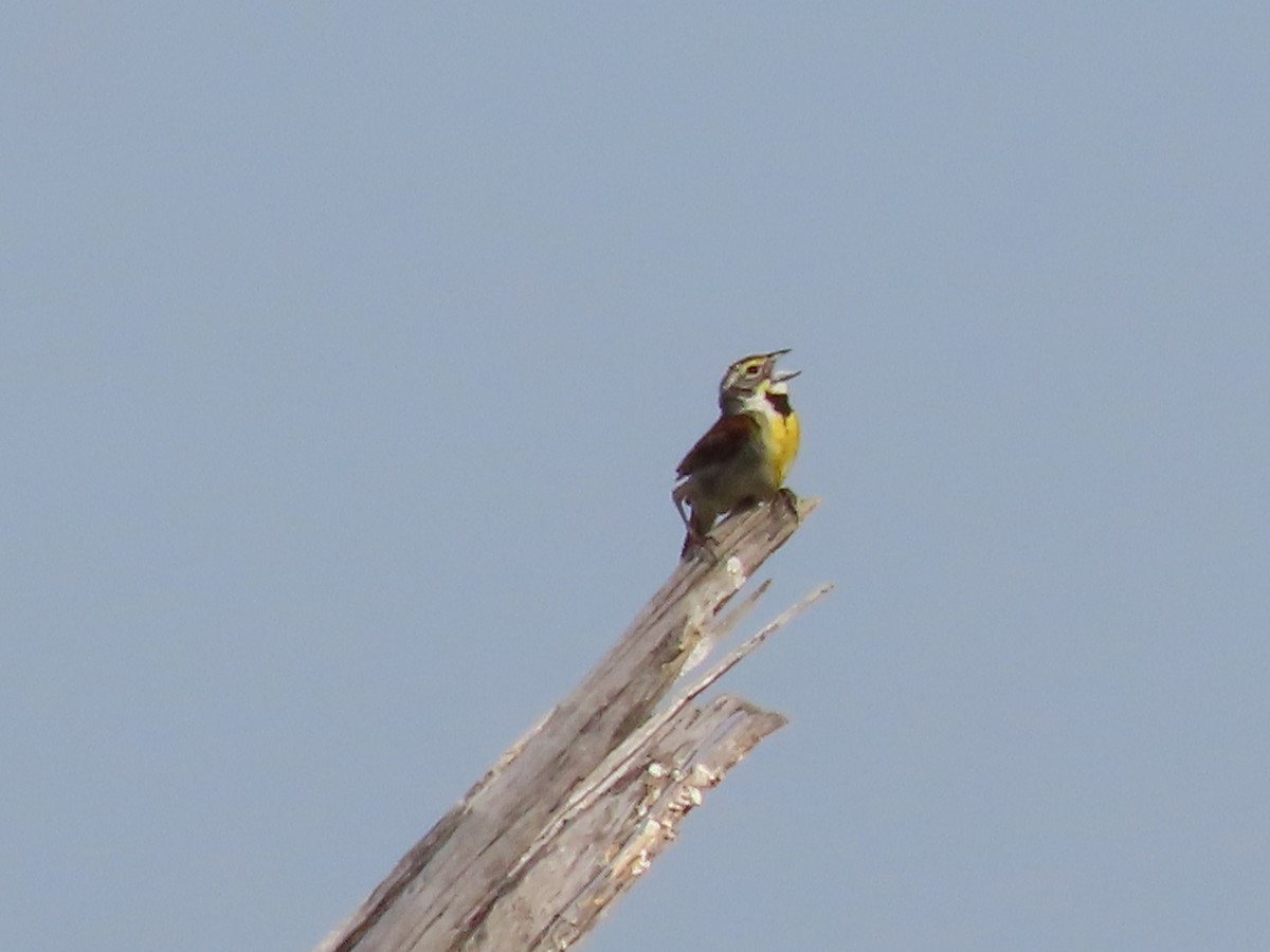 Dickcissel - ML620921490