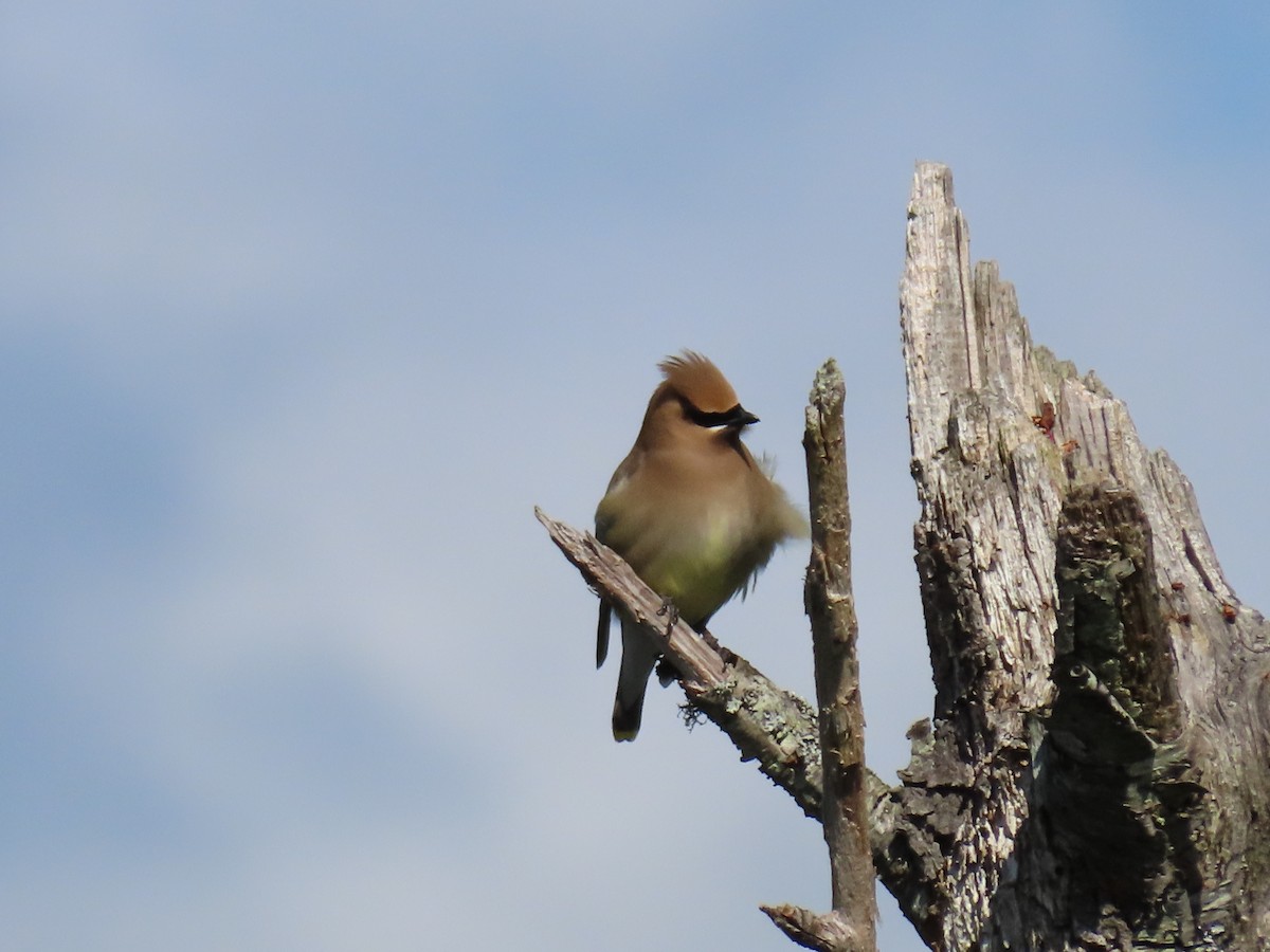 Cedar Waxwing - ML620921492