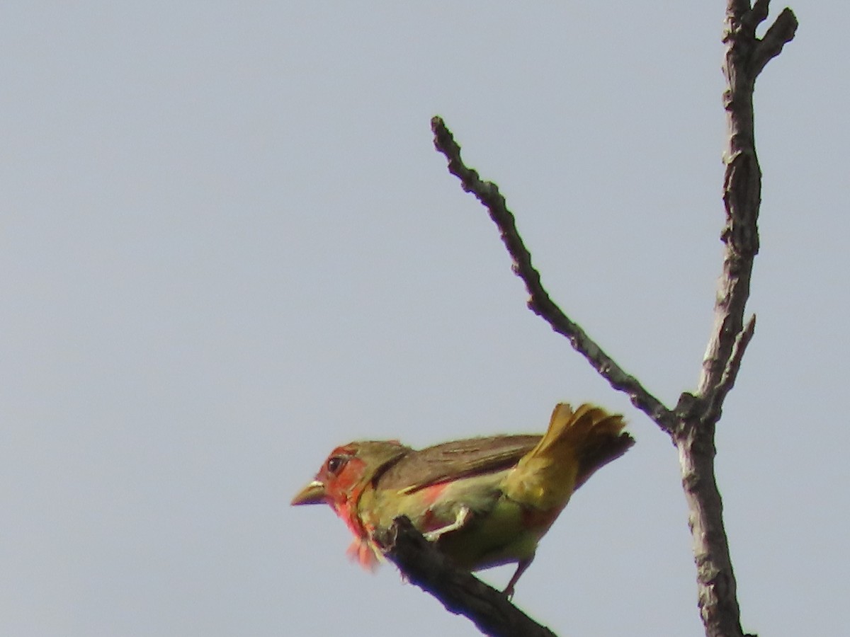 Summer Tanager - ML620921497