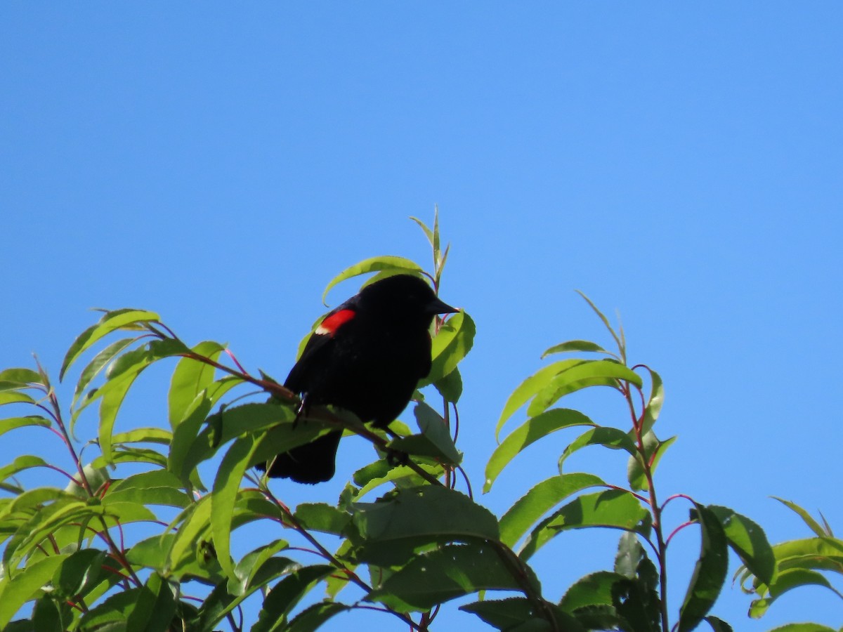 Red-winged Blackbird - ML620921498