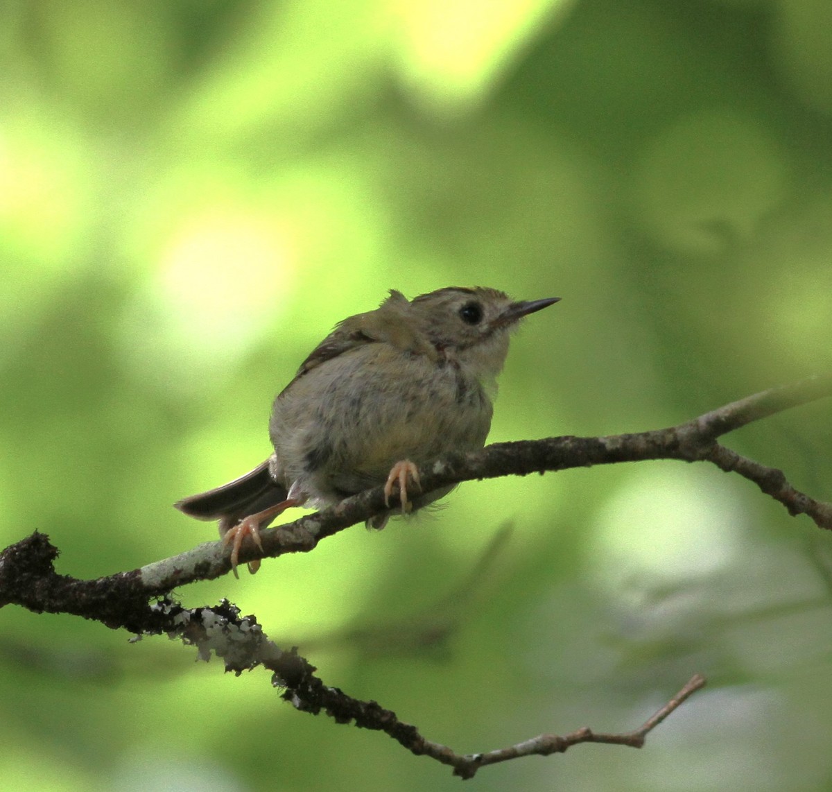 Goldcrest (Western Azores) - ML620921515