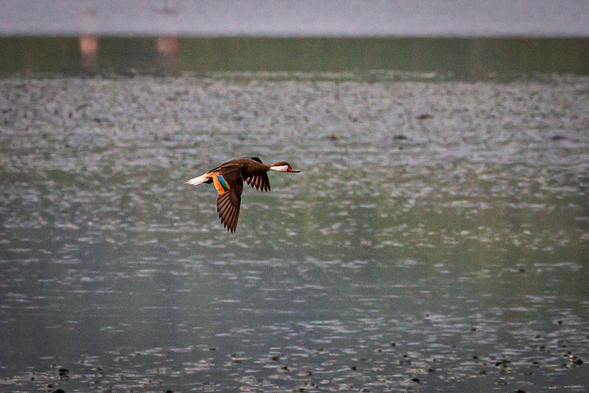 White-cheeked Pintail - ML620921520