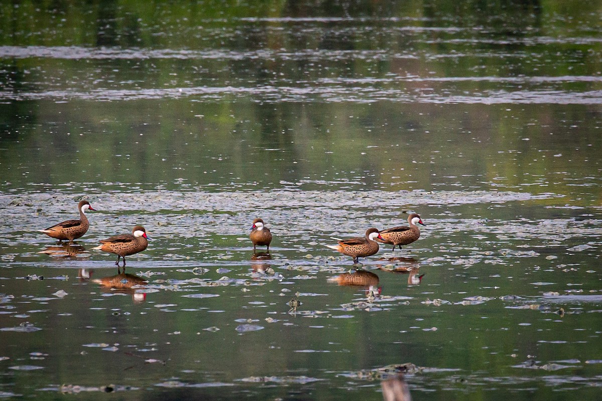 White-cheeked Pintail - ML620921522