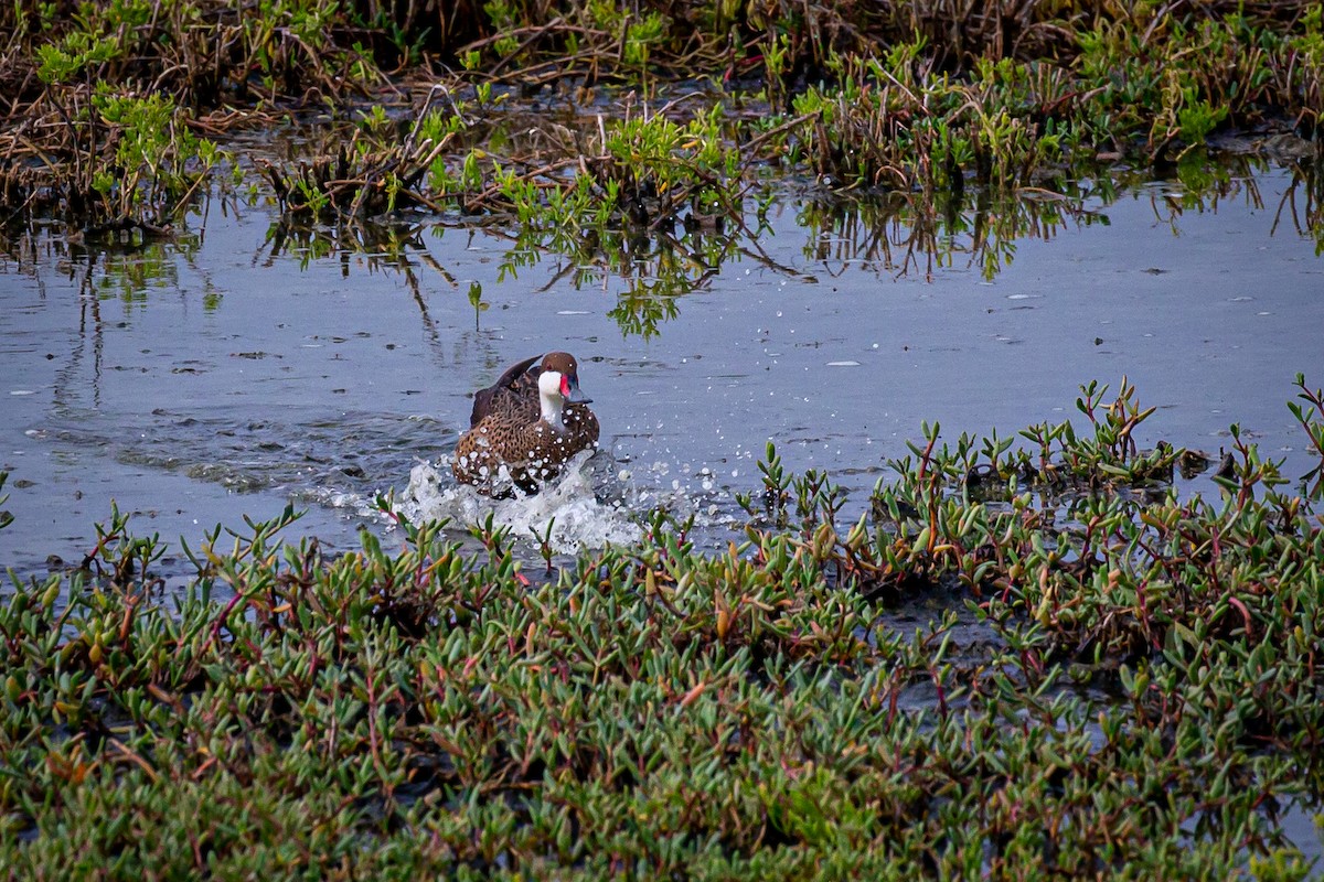 White-cheeked Pintail - ML620921523