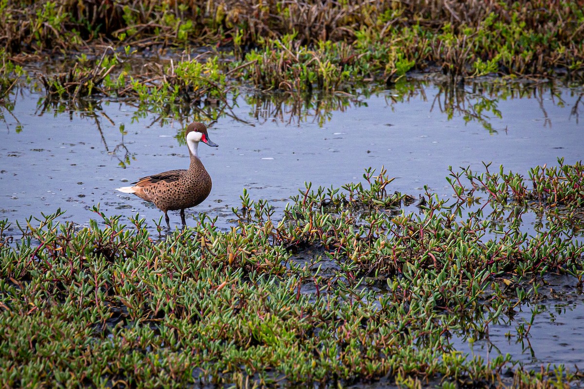 White-cheeked Pintail - ML620921524