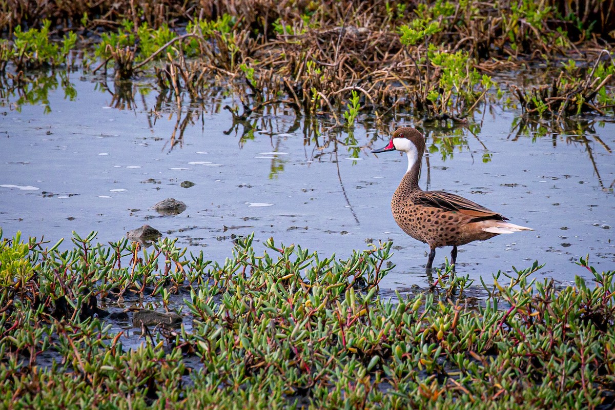 White-cheeked Pintail - ML620921527