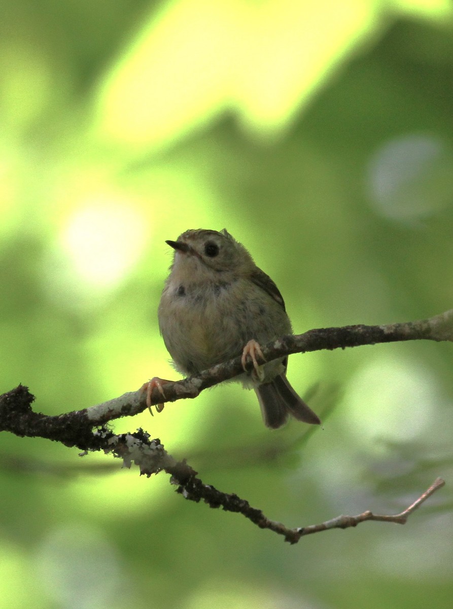 Goldcrest (Western Azores) - ML620921529