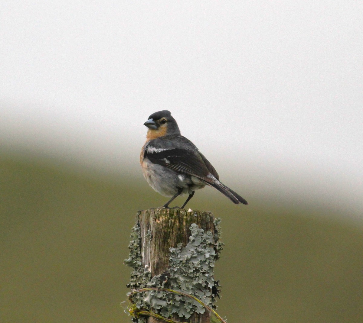 Azores Chaffinch - ML620921549